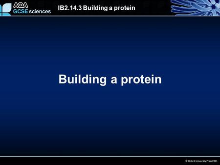 IB2.14.3 Building a protein © Oxford University Press 2011 Building a protein.