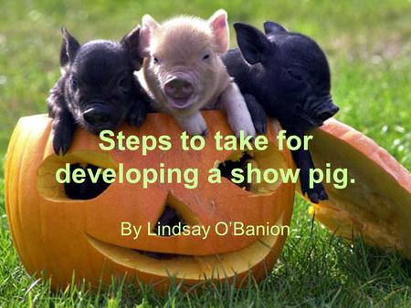 Steps to take for developing a show pig. By Lindsay O’Banion.