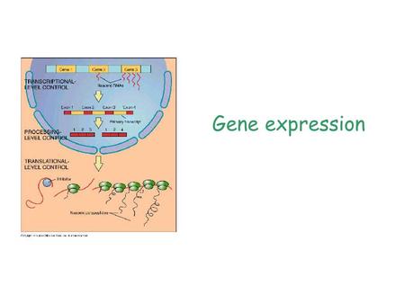 Gene expression. The information encoded in a gene is converted into a protein  The genetic information is made available to the cell Phases of gene.