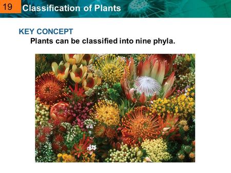 19 KEY CONCEPT Plants can be classified into nine phyla.