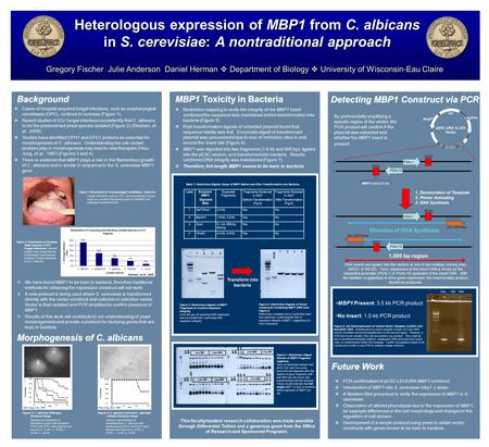 Background Gregory Fischer Julie Anderson Daniel Herman  Department of Biology  University of Wisconsin-Eau Claire Heterologous expression of MBP1 from.