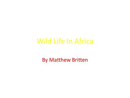 Wild Life In Africa By Matthew Britten. Lions African lions are the second largest cats in the world. Lions eat baby elephants, giraffes, hippopotamus.