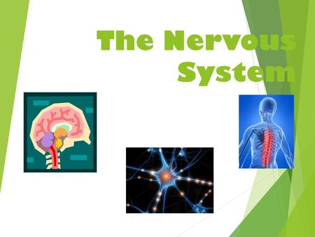 The Nervous System. Central Nervous System  All nerves encased in bone make up the central nervous system (CNS). The central nervous system is responsible.