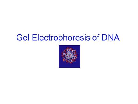 Gel Electrophoresis of DNA. DNA as Forensic Evidence Individual evidence – identify a single person Trace evidence – small amount left at crime scene.