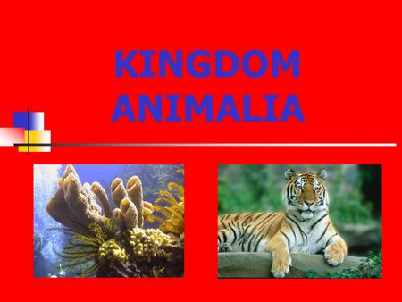 KINGDOM ANIMALIA.