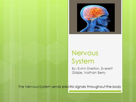 Nervous System By: Evinn Shelton, Everett Grizzle, Nathan Berry The Nervous System sends electric signals throughout the body.