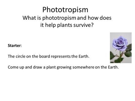 What is phototropism and how does it help plants survive?