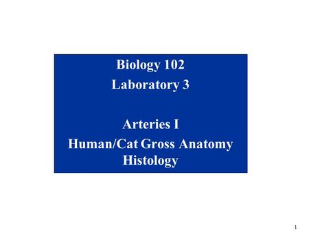 Biology 102 Laboratory 3 Arteries I Human/Cat Gross Anatomy Histology