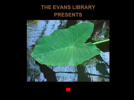 THE EVANS LIBRARY PRESENTS The Nature of Florida Tech The Botanical Garden.