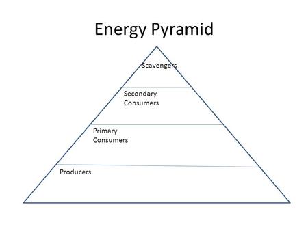 Energy Pyramid Producers Primary Consumers Secondary Consumers Scavengers.