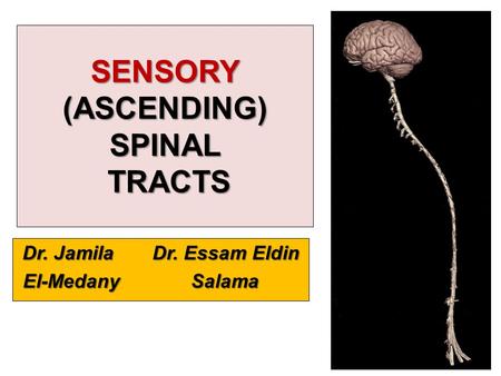 SENSORY (ASCENDING) SPINAL TRACTS Dr. Jamila Dr. Essam Eldin El-Medany Salama El-Medany Salama.