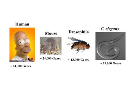 Human Drosophila C. elegans ~ 24,000 Genes ~ 13,000 Genes ~ 19,000 Genes Mouse ~ 24,000 Genes.