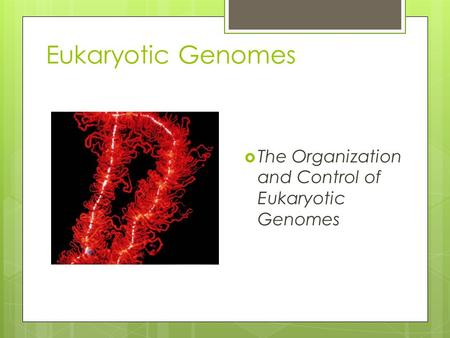 Eukaryotic Genomes  The Organization and Control of Eukaryotic Genomes.