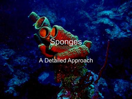 Sponges A Detailed Approach. What makes a sponge? Asymmetrical or superficially radially symmetrical Three cell types Central cavity, or branching chambers.
