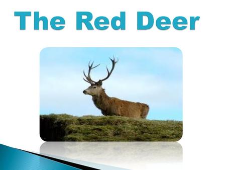  The red deer is native to Ireland and has been living here for about 10,000 years. It is a mammal. A mammal is an animal which doesn’t lay eggs and.