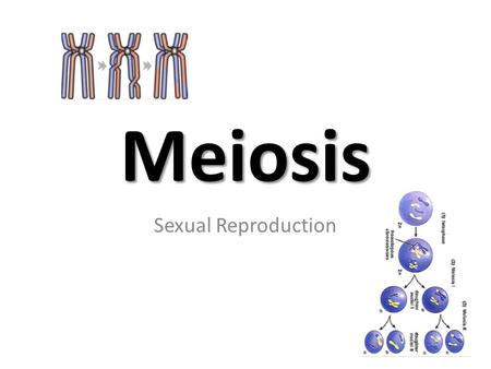 Meiosis Sexual Reproduction.