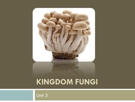 KINGDOM FUNGI Unit 3. Warm-Up 1 2 3 Introduction to Kingdom Fungi.