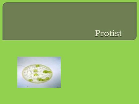 I. Protists – A. General Characteristics  Eukaryotic Cells (cells contain organelles)  Protists can be either unicellular or multicellular  They are.