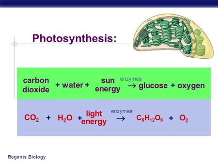Photosynthesis:  glucose + oxygen  CO2 H2O O2 light energy + carbon