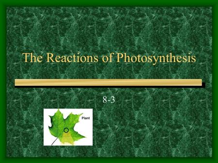 The Reactions of Photosynthesis 8-3. Inside a Chloroplast Where photosynthesis takes place Contains thylakoids, which are sac-like photosynthetic membranes.