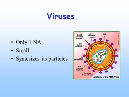 Viruses Only 1 NA Small Syntesizes its particles.