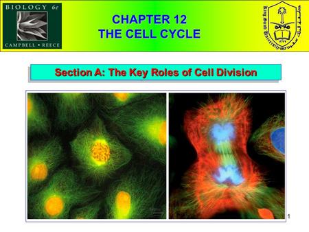 1 Section A: The Key Roles of Cell Division CHAPTER 12 THE CELL CYCLE.