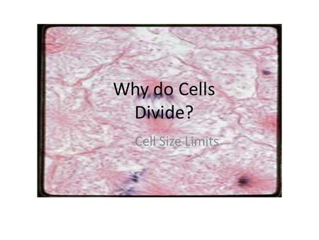 Why do Cells Divide? Cell Size Limits. Why do cells divide? A. If they get too big – Surface area to volume ratio, etc. Diffusion is fast over short distances.