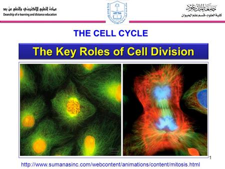 1 The Key Roles of Cell Division THE CELL CYCLE
