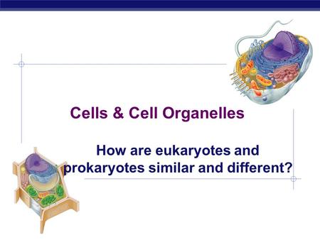 AP Biology 2008-2009 Cells & Cell Organelles How are eukaryotes and prokaryotes similar and different?