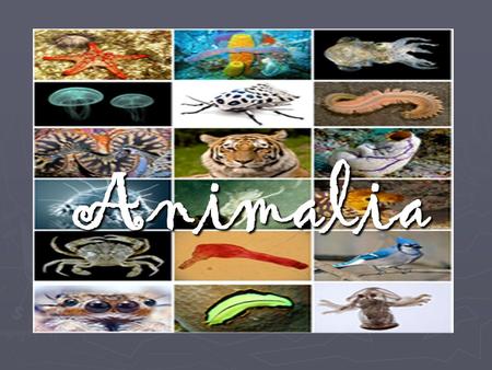 Animalia. Distinguishing Characteristics Entirely eukaryotic Completely multi-cellular Completely heterotrophic ~ all animals are consumers! All reproduce.