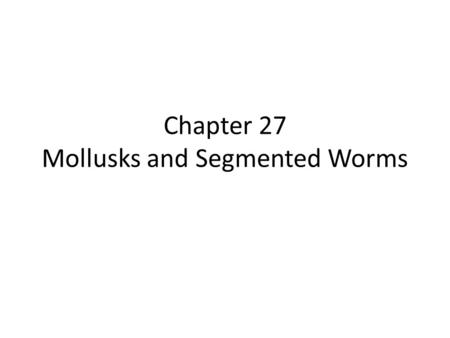 Chapter 27 Mollusks and Segmented Worms