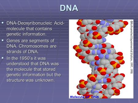 DNA  DNA-Deoxyribonucleic Acid- molecule that contains genetic information.  Genes are segments of DNA. Chromosomes are strands of DNA.  In the 1950’s.