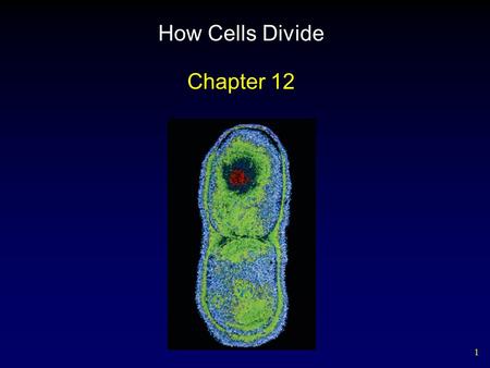 1 How Cells Divide Chapter 12. 2 Outline Cell Division in Prokaryotes Discovery of Chromosomes Structure of Chromosomes Phases of the Cell Cycle Interphase.