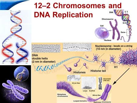 12-2 Chromosomes and DNA Replication