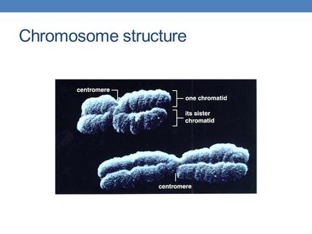 Chromosome structure. Chromosomes Example - an organism is 2n = 4. Chromosomes 1 & 2 are homologous chromosomes Chromosomes 3 & 4 are homologous chromosomes.