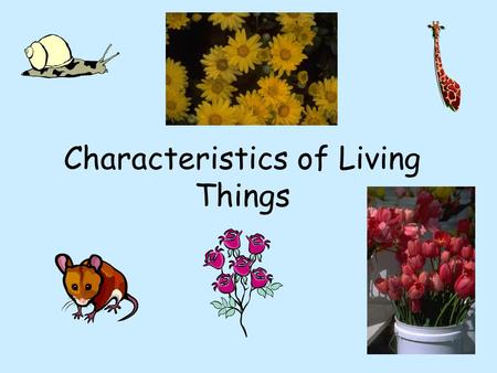 Characteristics of Living Things. Characteristics of ALL Living Things.