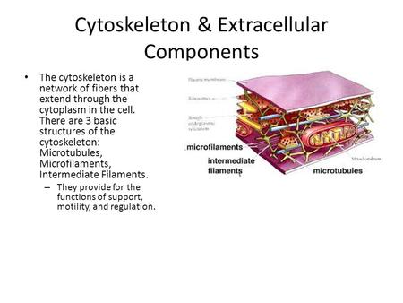 Cytoskeleton & Extracellular Components The cytoskeleton is a network of fibers that extend through the cytoplasm in the cell. There are 3 basic structures.