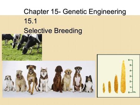 Chapter 15- Genetic Engineering 15.1 Selective Breeding