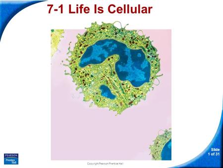 Slide 1 of 31 Copyright Pearson Prentice Hall 7-1 Life Is Cellular.