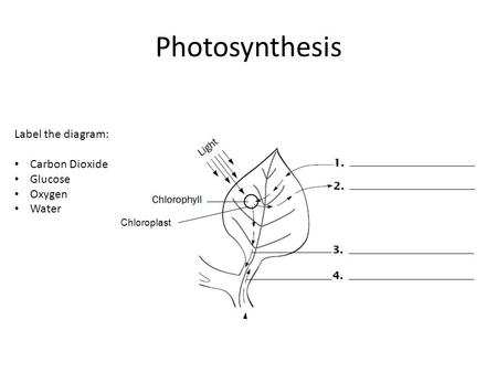 Photosynthesis Label the diagram: Carbon Dioxide Glucose Oxygen Water