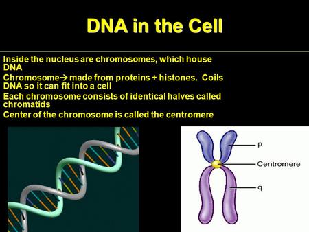 DNA in the Cell Inside the nucleus are chromosomes, which house DNA