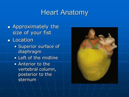 Heart Anatomy Approximately the size of your fist Location