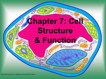 Chapter 7: Cell Structure & Function