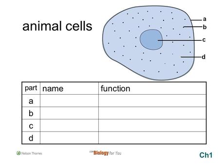 Animal cells part name function a b c d Ch1.