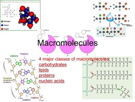 Macromolecules 4 major classes of macromolecules: carbohydrates lipids proteins nucleic acids.