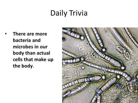 Daily Trivia There are more bacteria and microbes in our body than actual cells that make up the body.