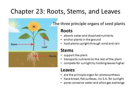 Chapter 23: Roots, Stems, and Leaves
