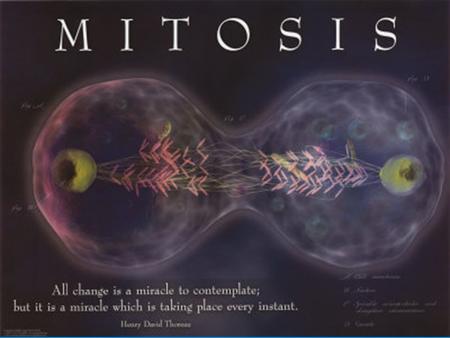 What is Mitosis? A form of cell division. Asexual reproduction in unicellular organisms. Growth and Repair in multicellular organisms.