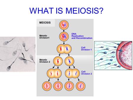 WHAT IS MEIOSIS?. I. Organisms can reproduce asexually (DNA from only one parent, identical) or sexually (DNA from two parents) AsexualSexual.