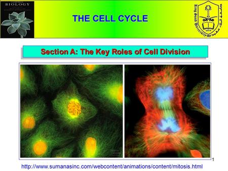 Section A: The Key Roles of Cell Division